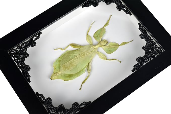 Tarantula or Leaf Insect in Gothic Shadow Box Frame | Mexican Gothic Taxidermy | Witch &amp; Halloween Décor for Bedroom | Goth Home Décor (Leaf Insect)