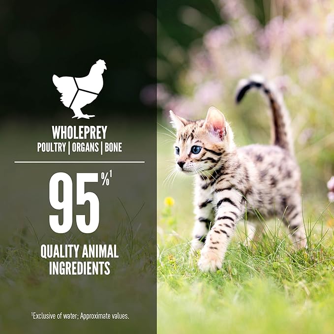 ORIJEN Premium Pate Wet Kitten Cat Food in Bone Broth Chicken &amp; Salmon Entrée 5.5oz Cans (6 Count)