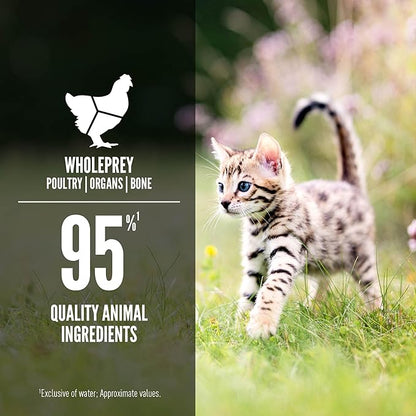 ORIJEN Premium Pate Wet Kitten Cat Food in Bone Broth Chicken &amp; Salmon Entrée 5.5oz Cans (6 Count)