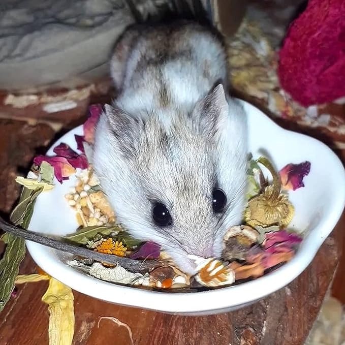 Exotic Nutrition Flower Treat 3 Pack - Healthy Assortment - Hibiscus, Calendula, Rose - for Squirrels, Guinea Pigs, Rabbits, Chinchillas, Prairie Dogs, Degus, Hamster, Gerbils, &amp; Other Herbivores