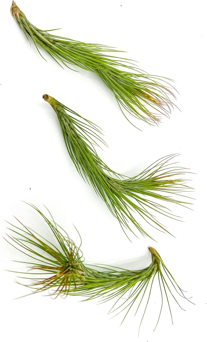 Air Plants - Tillandsia Funckiana Hybrid, Large 5-7" - 3ct - Live Arrival Guaranteed - House Plants for Home Decor &amp; Gift