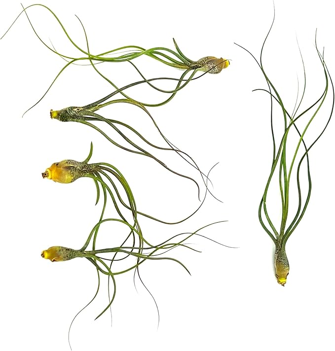 Live Air Plants - Tillandsia Butzii, Jumbo 7-9" - 5ct - Live Arrival Guaranteed - House Plants for Home Decor &amp; Gift