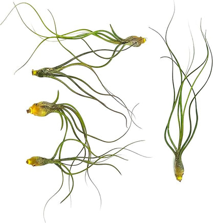 Live Air Plants - Tillandsia Butzii, Jumbo 7-9" - 5ct - Live Arrival Guaranteed - House Plants for Home Decor &amp; Gift