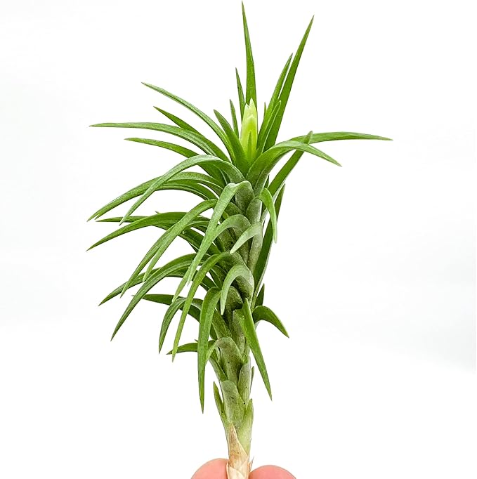 Live Air Plants – Tillandsia Araujei, Large 5” – 1ct – Live Arrival Guaranteed – House Plants for Home Décor &amp; Gift