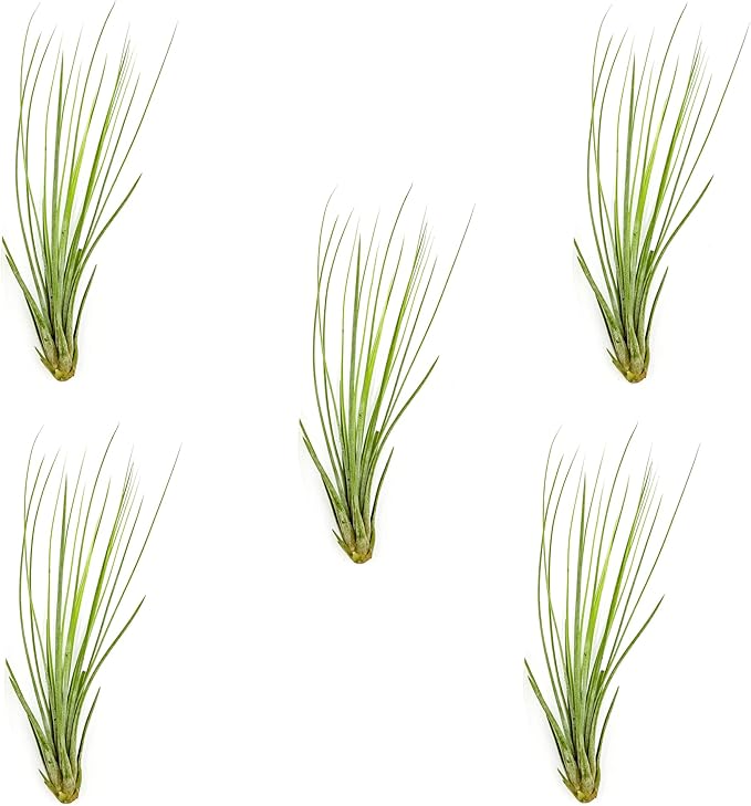 Air Plants - Tillandsia Juncea, Jumbo 8-12" - 5ct - Live Arrival Guaranteed - House Plants for Home Decor &amp; Gift