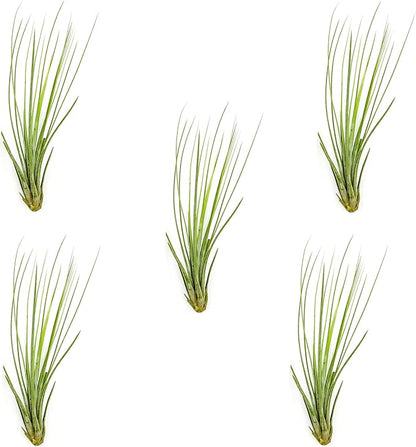 Air Plants - Tillandsia Juncea, Jumbo 8-12" - 5ct - Live Arrival Guaranteed - House Plants for Home Decor &amp; Gift