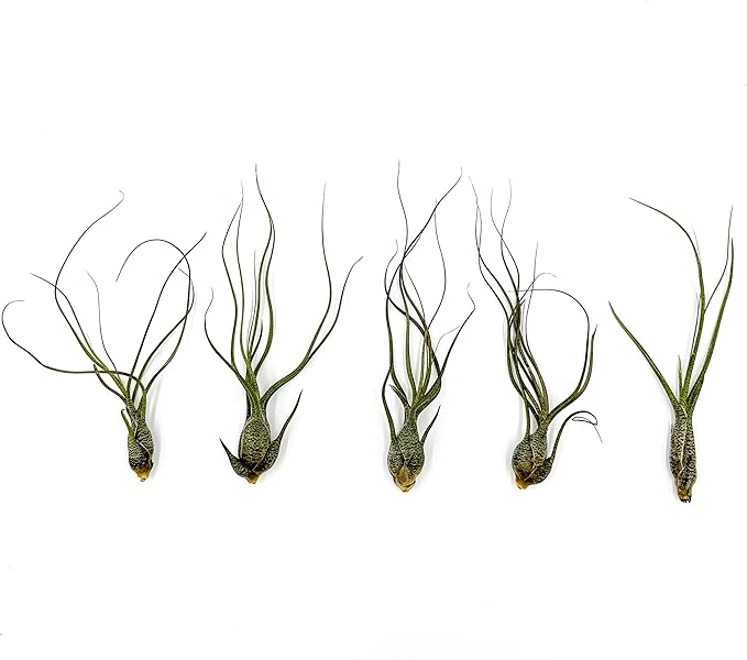 Live Air Plants - Tillandsia Butzii, Jumbo 7-9" - 5ct - Live Arrival Guaranteed - House Plants for Home Decor &amp; Gift