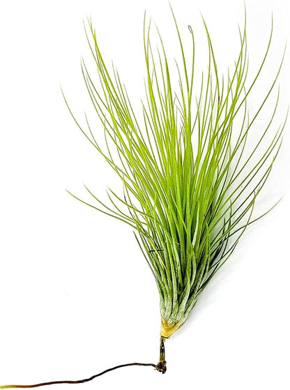 Air Plants - Tillandsia Andreana, Large 4-6" - 5ct - Live Arrival Gauranteed - House Plants for Home Decor &amp; Gift