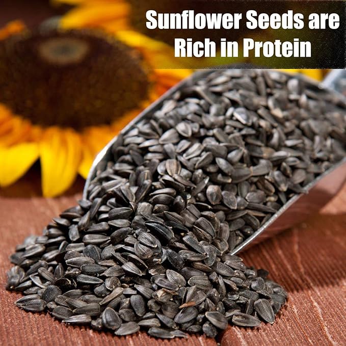 Wildlife Black Oil Sunflower Seeds for Birds and Wildlife, Non-GMO &amp; USA Grown on Small Farms (25 lbs)