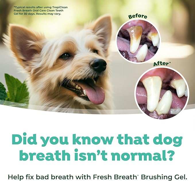 TropiClean Oral Care Brushing Gel for Dogs &amp; Cats| Dog Toothpaste | Pet Dental Gel | Dog Teeth Cleaning Use with Pet Toothbrush | 2 oz