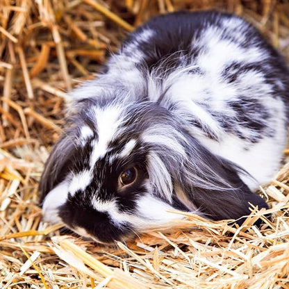 Blue Mountain Hay | Organic Bedding Straw (25 lb) | Natural Pet Bedding &amp; Insulation for Rabbits, Guinea Pigs, Goats, Chickens, Stray &amp; Feral Cats, and Small Animal Shelters