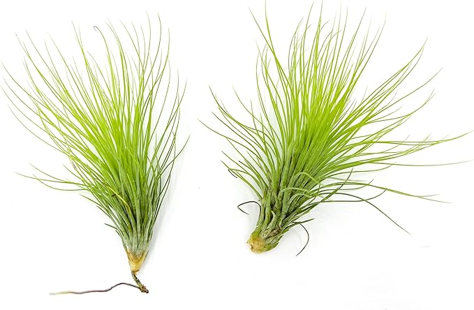 Air Plants - Tillandsia Andreana, Large 4-6" - 2ct - Live Arrival Gauranteed - House Plants for Home Decor &amp; Gift