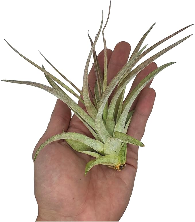 Air Plants - Tillandsia Brachycaulos Multiflora, Jumbo 5-7" - 2 ct - Live Arrival Guaranteed - House Plants for Home Decor &amp; Gift