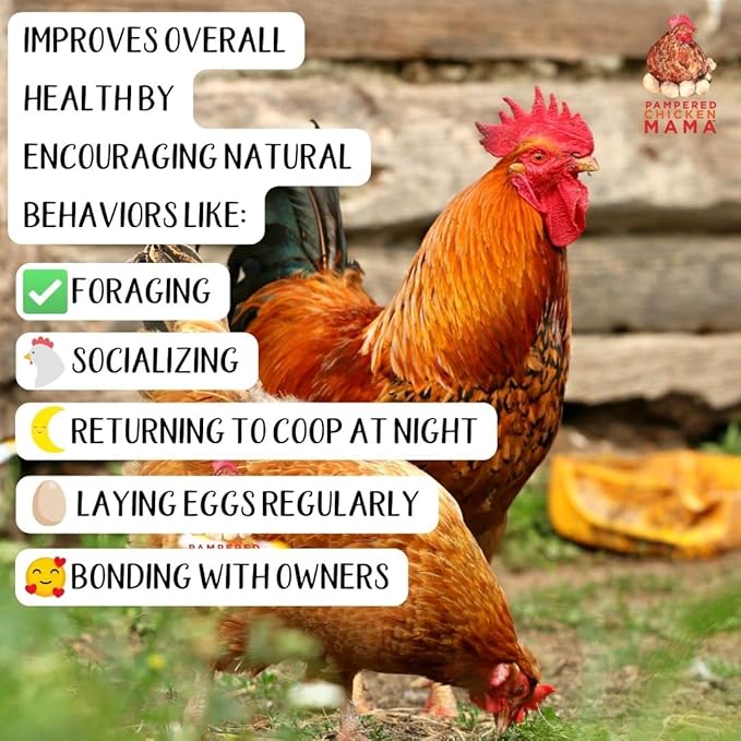 Organic Kelp for Chickens &amp; Duck Feed (5 Pound): Chicken Vitamins | Chicken Supplements | Vitamins for Chickens | Pampered Chicken Mama