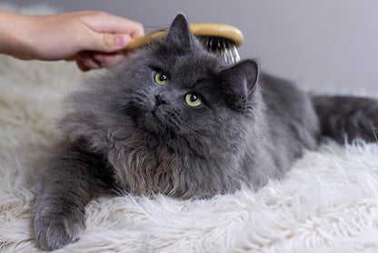 Premium Bamboo Cat Grooming Kit: Cat Brushes for Indoor Cats, Kitten Brush, and Dematting Comb for Long Haired Cats | Bamboo Grooming Supplies with kitten brush