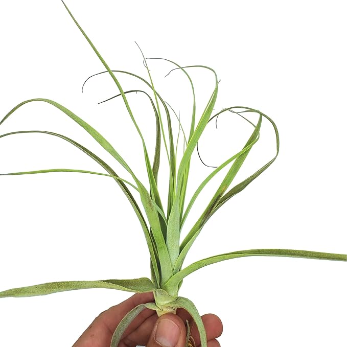 Air Plants - Tillandsia Straminea Jumbo 6-9" - 1ct - Live Arrival Guaranteed - House Plants for Home Decor &amp; Gift