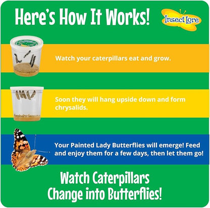 Insect Lore Butterfly Garden with Giant Birthday Card | 5 Live Baby Caterpillars | STEM Journal, Habitat, Chrys-A-Lid, Feeder | Raise and Release Painted Lady Butterflies