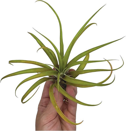 Air Plants - Tillandsia Capitata (Peach), Large 5-7” - 2 ct - Live Arrival Guaranteed - House Plants for Home Decor &amp; Gift