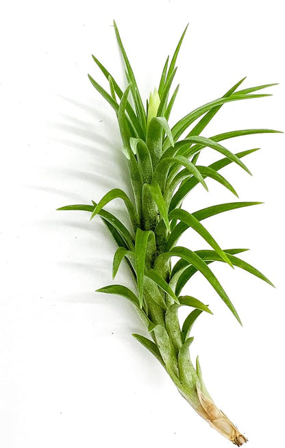 Live Air Plants – Tillandsia Araujei, Large 5” – 1ct – Live Arrival Guaranteed – House Plants for Home Décor &amp; Gift