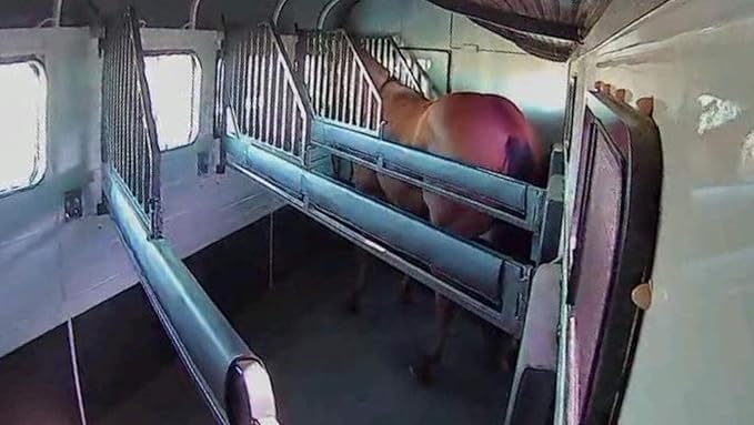 Equine Eye Voyager - Wireless Horse Trailer Camera – Live Video to Your Mobile with Night Vision, Audio - 8 Hours Battery Life - No Cell Signal Needed - Compatible with iPhone &amp; Android Devices