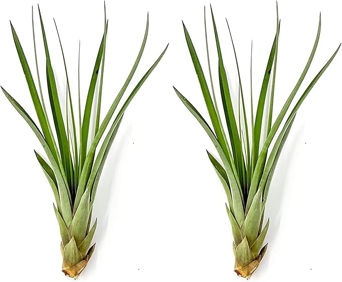 Air Plants - Tillandsia Fasciculata Tricolor, Large 4-6" - 2ct - Live Arrival Guaranteed - House Plants for Home Decor &amp; Gift