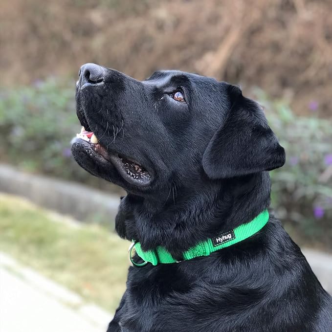 Hyhug Martingale Dog Collar Without Buckle: Escape-Proof, No Slip Heavy Duty Nylon, Colorfast Adjustable Pet Supplies for Large Breeds(Large, Lime Green)