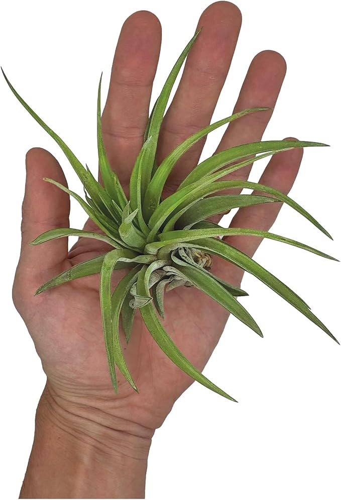 Air Plants - Tillandsia Brachycaulos Abdita, Large 4-6" - 1 ct - Live Arrival Guaranteed - House Plants for Home Decor &amp; Gift