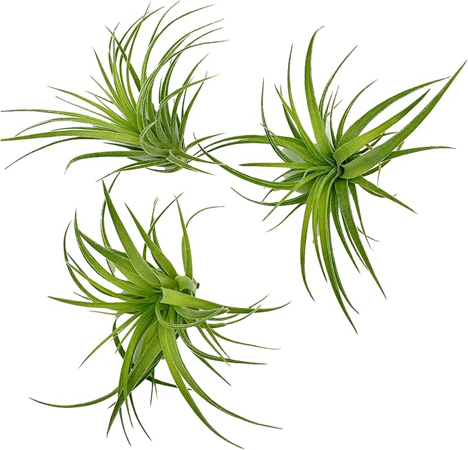 Live Air Plants - Tillandsia Geminiflora 1-3" - 3ct – ragnaroc Live Indoor Plant - Live Arrival Guaranteed - House Plants for Home Decor &amp; Gift