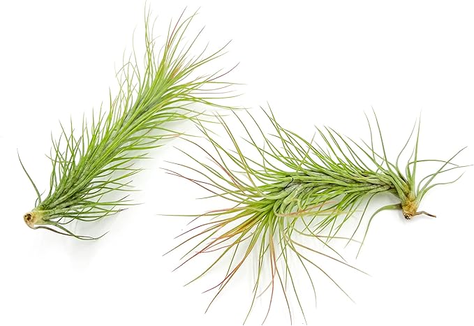 Air Plants - Tillandsia Funckiana, Large 5" - 2ct - Live Arrival Guaranteed - House Plants for Home Decor &amp; Gift