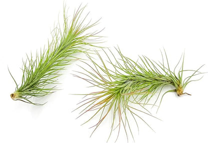 Air Plants - Tillandsia Funckiana, Large 5" - 2ct - Live Arrival Guaranteed - House Plants for Home Decor &amp; Gift
