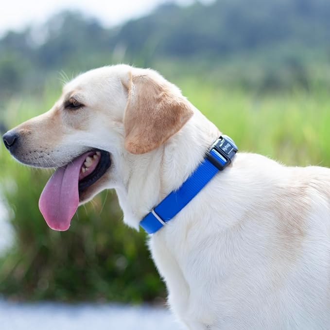 Hyhug Medium Dog Collar, Blue:Heavy-Duty Quick-Release Nylon Buckle, Adjustable &amp; Durable, Cute Dog Collar (Medium, Bright Blue)