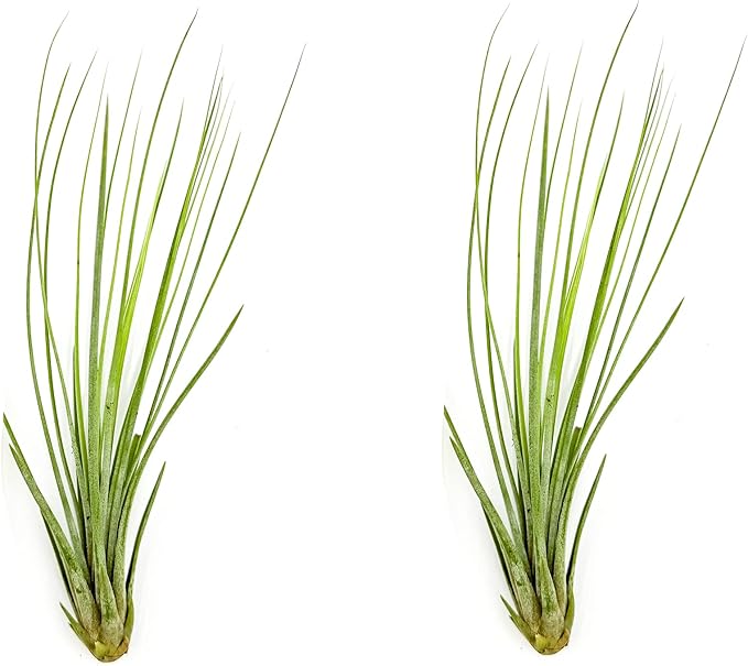 Air Plants - Tillandsia Juncea, Jumbo 8-12" - 2ct - Live Arrival Guaranteed - House Plants for Home Decor &amp; Gift