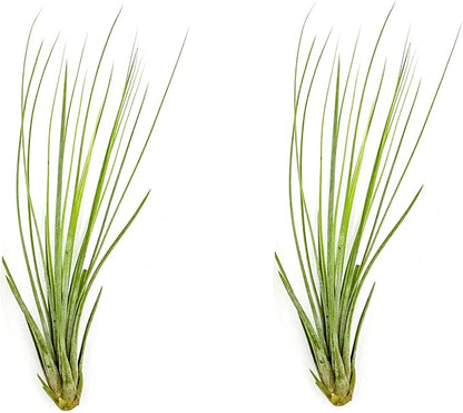 Air Plants - Tillandsia Juncea, Jumbo 8-12" - 2ct - Live Arrival Guaranteed - House Plants for Home Decor &amp; Gift