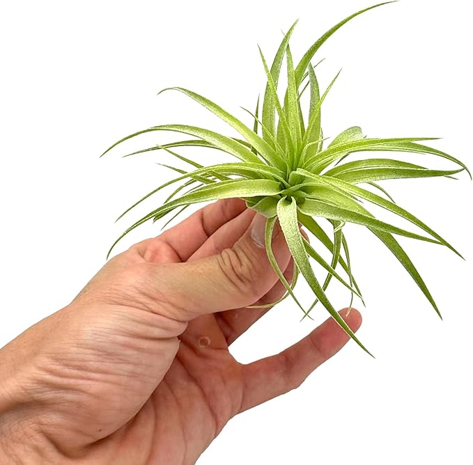 Live Air Plants - Tillandsia Geminiflora 1-3" - 3ct – ragnaroc Live Indoor Plant - Live Arrival Guaranteed - House Plants for Home Decor &amp; Gift