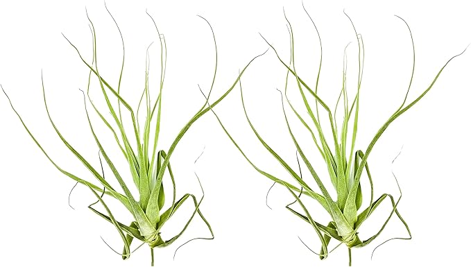 Air Plants - Tillandsia Straminea Jumbo 6-9" - 2ct - Live Arrival Guaranteed - House Plants for Home Decor &amp; Gift