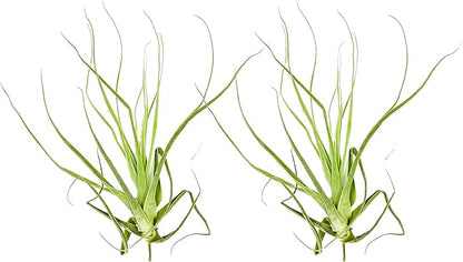 Air Plants - Tillandsia Straminea Jumbo 6-9" - 2ct - Live Arrival Guaranteed - House Plants for Home Decor &amp; Gift