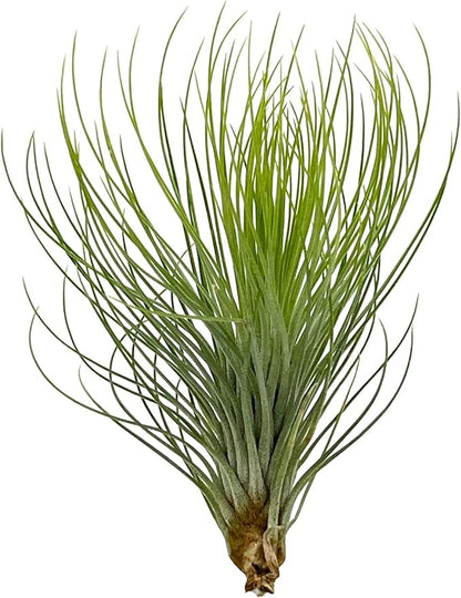Air Plants - Tillandsia Andreana, Large 4-6" - 2ct - Live Arrival Gauranteed - House Plants for Home Decor &amp; Gift