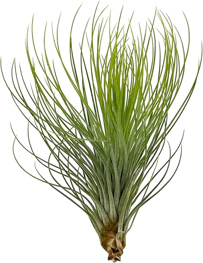 Air Plants - Tillandsia Andreana, Large 4-6" - 3ct - Live Arrival Gauranteed - House Plants for Home Decor &amp; Gift