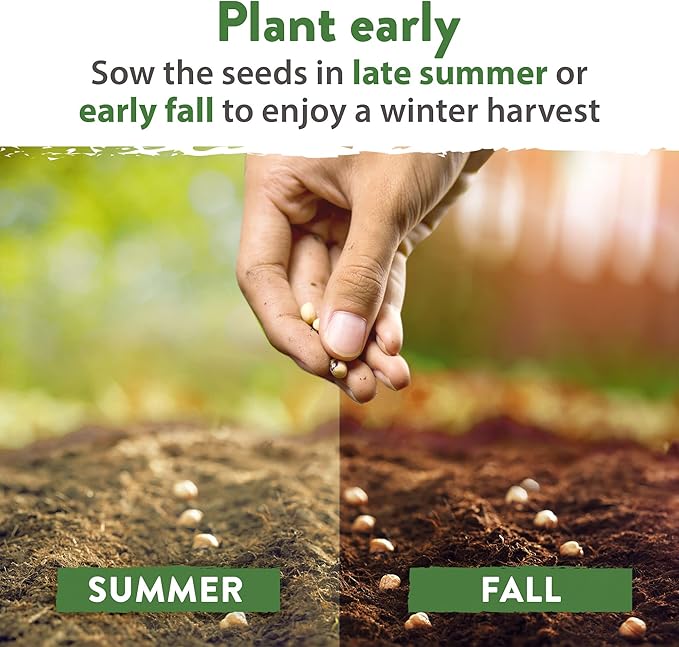 HOME GROWN 12 Winter Vegetable Seeds 𝗡𝗢𝗡-𝗚𝗠𝗢 Heirloom,Fall &amp; Winter Vegetable Seeds for Planting Home Garden: Bean, Beet, Broccoli, Cabbage, Carrot, Cauliflower, Kale,Parsnip,Squash,Chard &amp; More