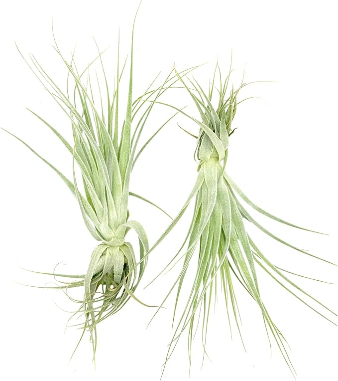 Live Air Plant - Tillandsia Gardneri 5-7” - 5ct - ragnaroc Rare Collectors Indoor Tropical Plant - Live Arrival Guaranteed - House Plants for Home Decor &amp; Gift