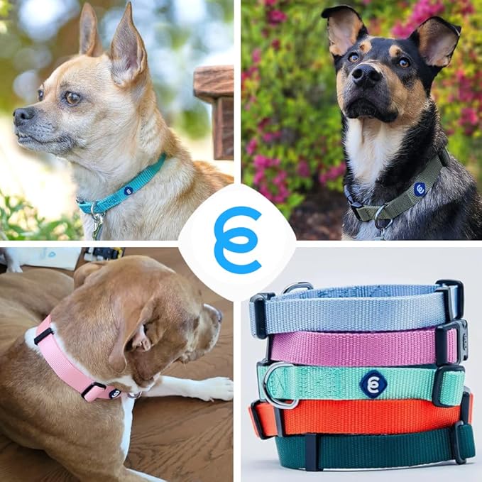 Blueberry Pet Essentials Dog Collar | Adjustable Girl Dog Collars for Medium Dogs | Pastel Green Puppy Collar | Classic Nylon Dog Collars for Small Dogs | Pet Accessories