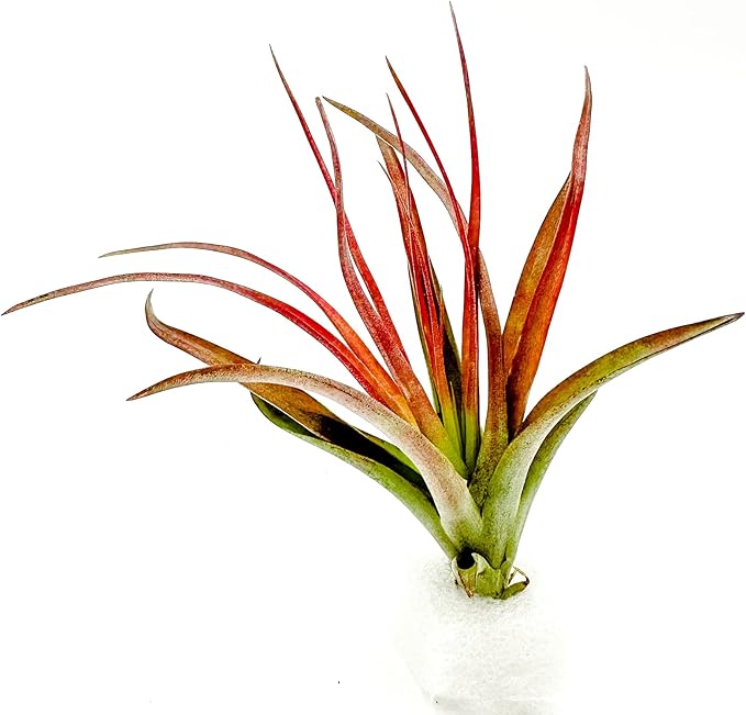 Air Plants - Tillandsia Brachycaulos Abdita, Large 4-6" - 1 ct - Live Arrival Guaranteed - House Plants for Home Decor &amp; Gift