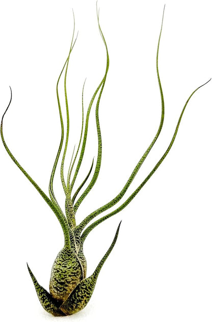 Live Air Plants - Tillandsia Butzii, Jumbo 7-9" - 1ct - Live Arrival Guaranteed - House Plants for Home Decor &amp; Gift