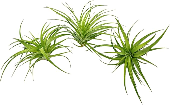 Live Air Plants - Tillandsia Geminiflora 1-3" - 3ct – ragnaroc Live Indoor Plant - Live Arrival Guaranteed - House Plants for Home Decor &amp; Gift