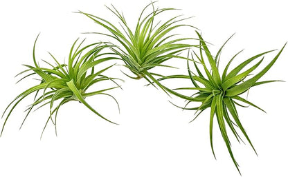 Live Air Plants - Tillandsia Geminiflora 1-3" - 3ct – ragnaroc Live Indoor Plant - Live Arrival Guaranteed - House Plants for Home Decor &amp; Gift