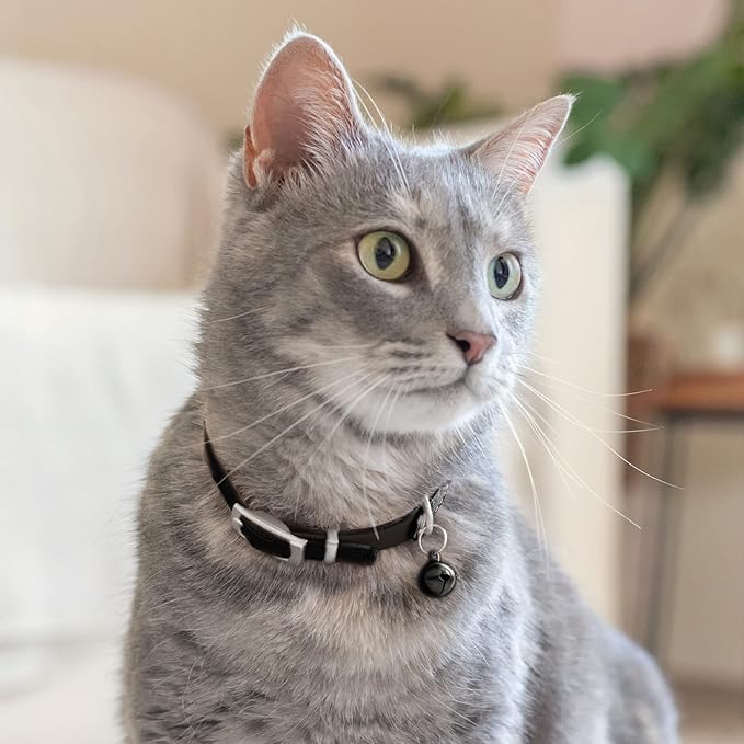 CollarDirect Leather Cat Collar with Bell - Kitten Collar, Small and Big Cat Strap for Boy Cats, Girl Cats with Safety Elastic Strap (Neck Fit 8"-11", Black)