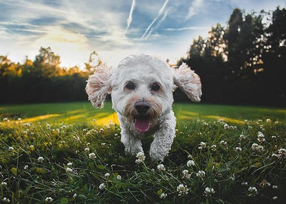 Natural Puppy Flea &amp; Tick Treatment (4-44 lbs) | 9-Month Protection + Free Tools | Vet-Reviewed Formula