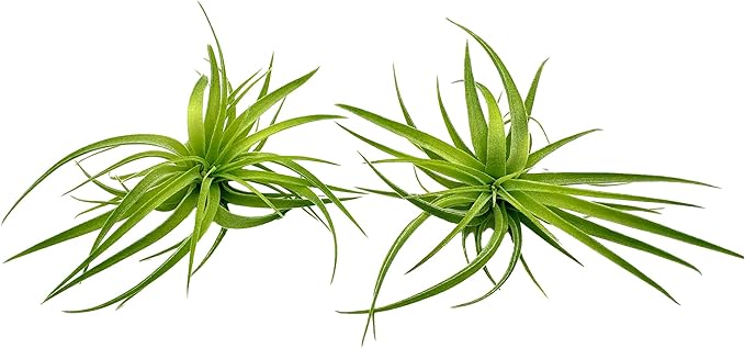 Live Air Plants - Tillandsia Geminiflora 1-3" - 2ct – ragnaroc Live Indoor Plant - Live Arrival Guaranteed - House Plants for Home Decor &amp; Gift