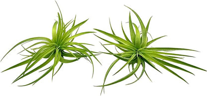 Live Air Plants - Tillandsia Geminiflora 1-3" - 2ct – ragnaroc Live Indoor Plant - Live Arrival Guaranteed - House Plants for Home Decor &amp; Gift