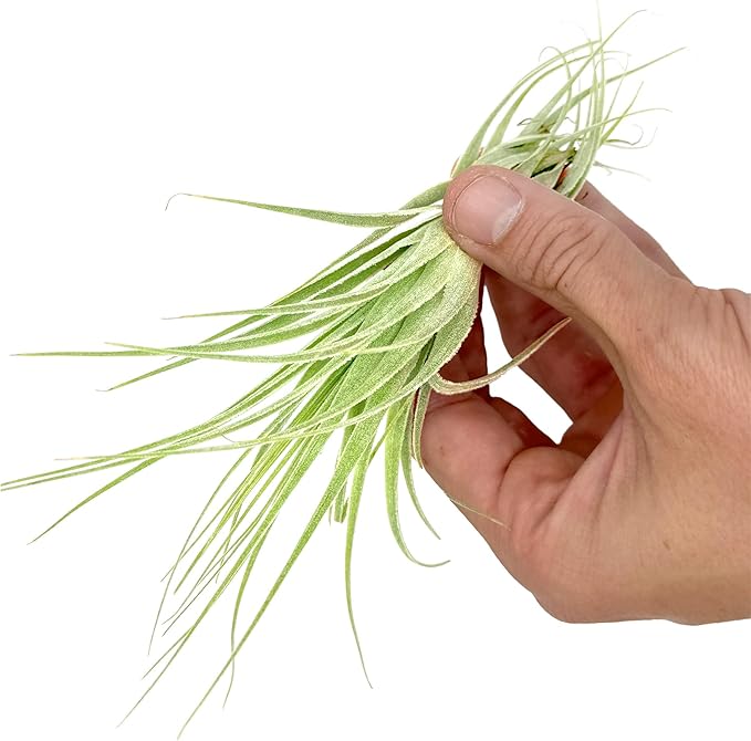 Live Air Plant - Tillandsia Gardneri 5-7” - ragnaroc Rare Collectors Indoor Tropical Plant - Live Arrival Guaranteed - House Plants for Home Decor &amp; Gift